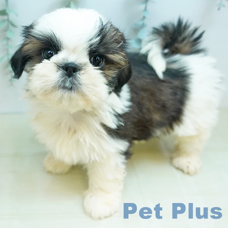 シー・ズーの写真2