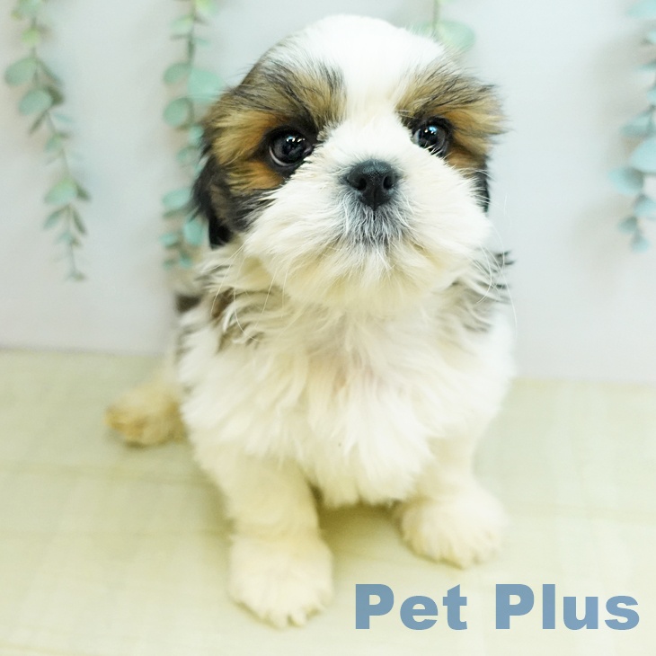 シー・ズーの写真2