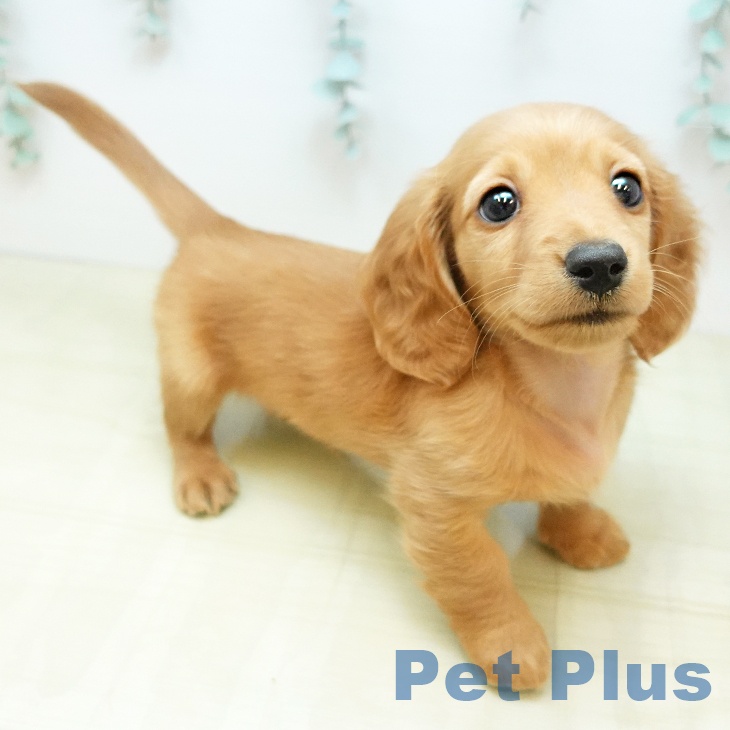 ミニチュア・ダックスフンドの写真2