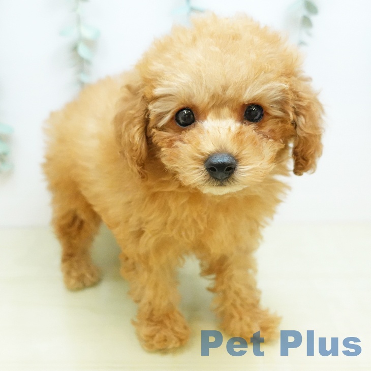 トイ・プードル