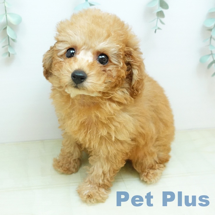 トイ・プードル