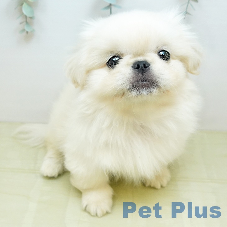 ペキニーズの写真1