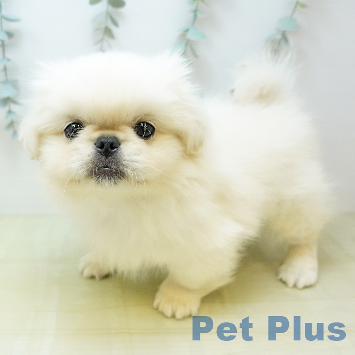 ペキニーズの写真2