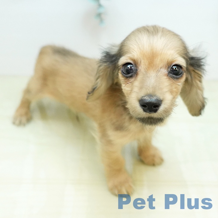 ミニチュア・ダックスフンド