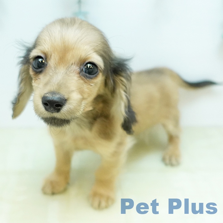 ミニチュア・ダックスフンド