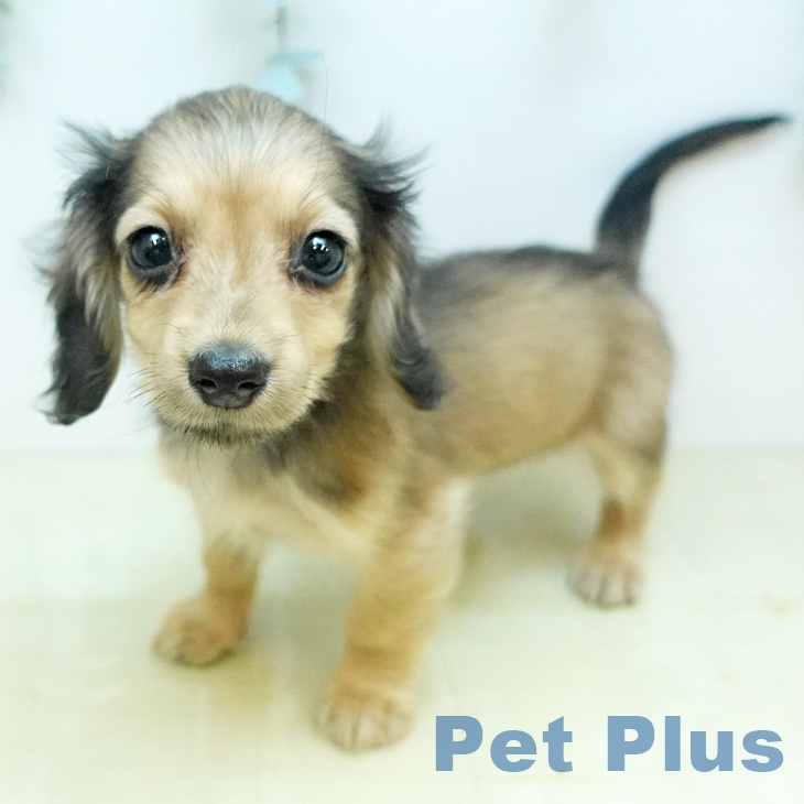 ミニチュア・ダックスフンド