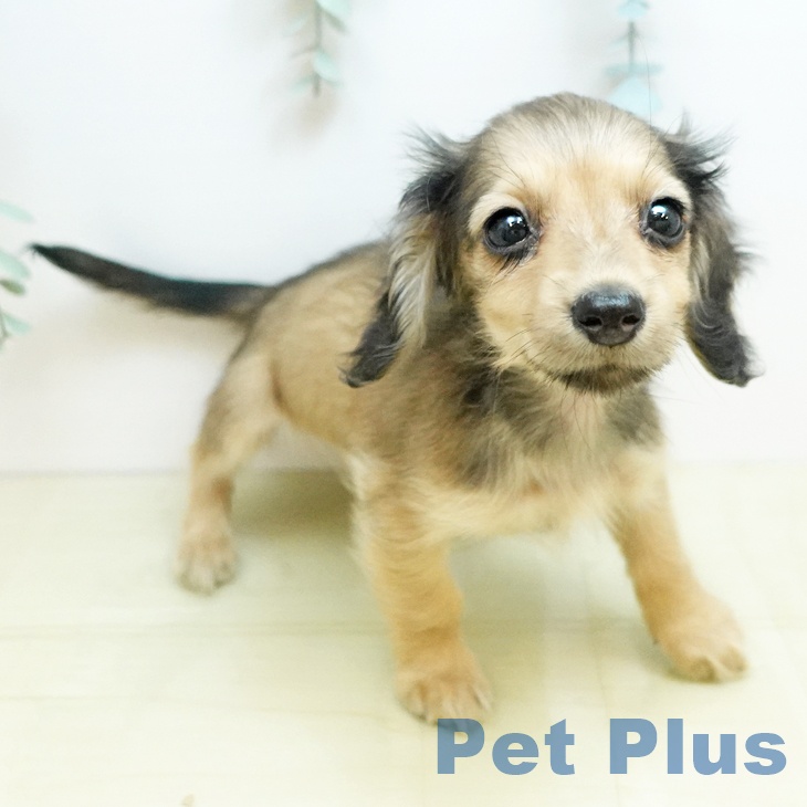 ミニチュア・ダックスフンドの写真2