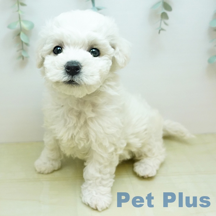 ビション・フリーゼの写真2