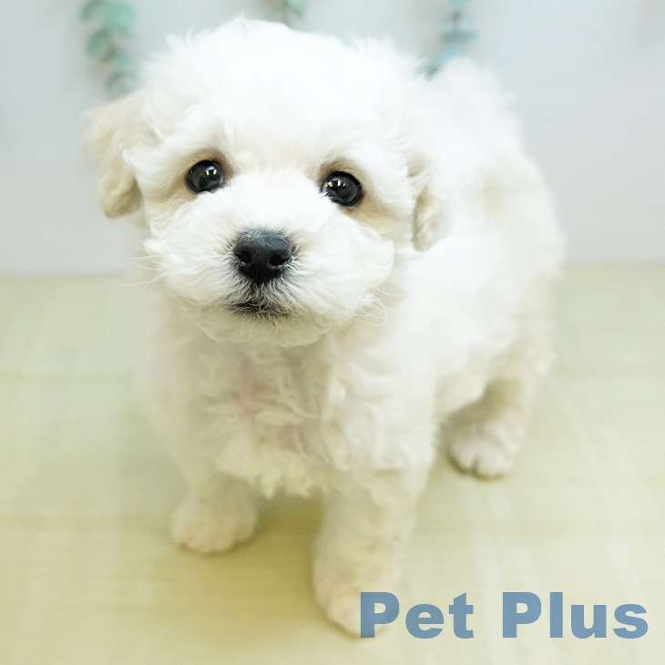 ビション・フリーゼ