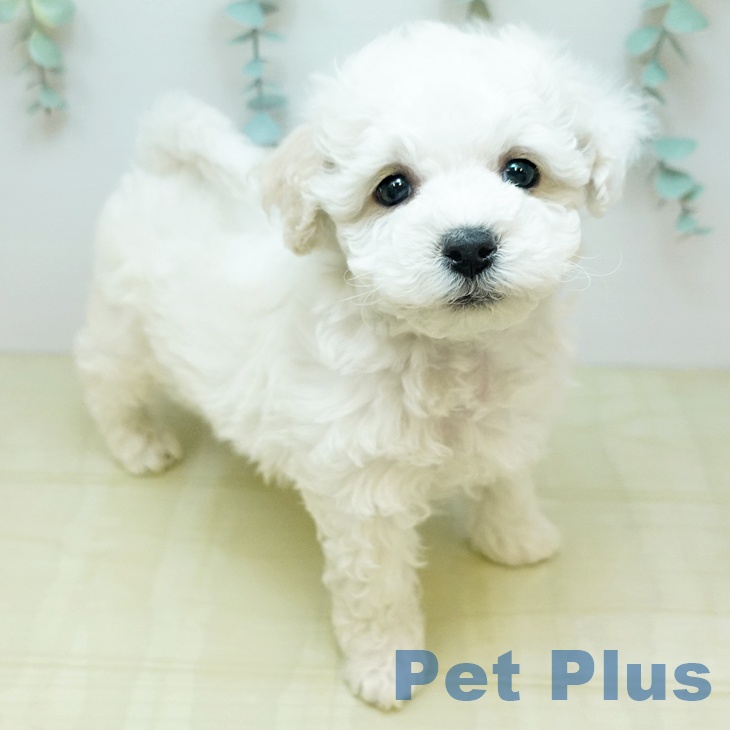 ビション・フリーゼの写真2