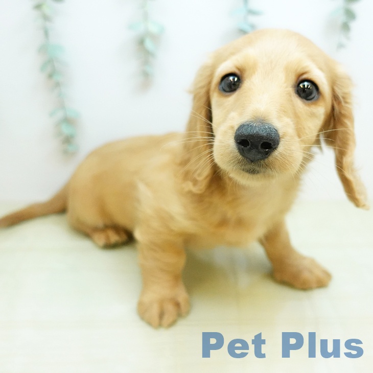 ミニチュア・ダックスフンド