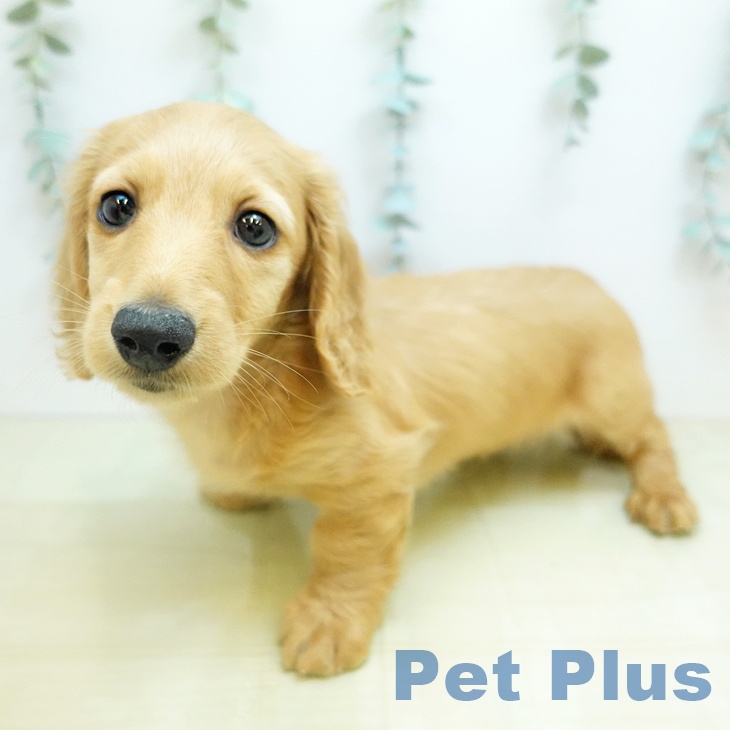 ミニチュア・ダックスフンドの写真2