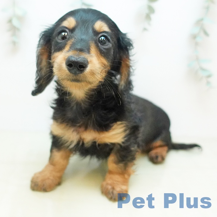 ミニチュア・ダックスフンド