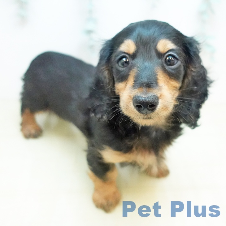 ミニチュア・ダックスフンドの写真2