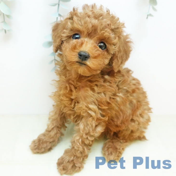 トイ・プードル