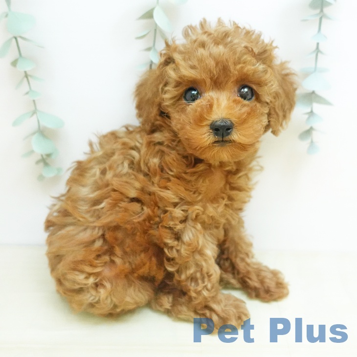 トイ・プードルの写真2