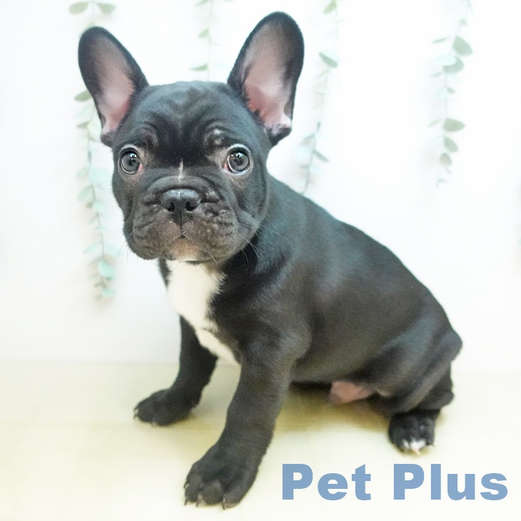 フレンチ・ブルドッグの写真2