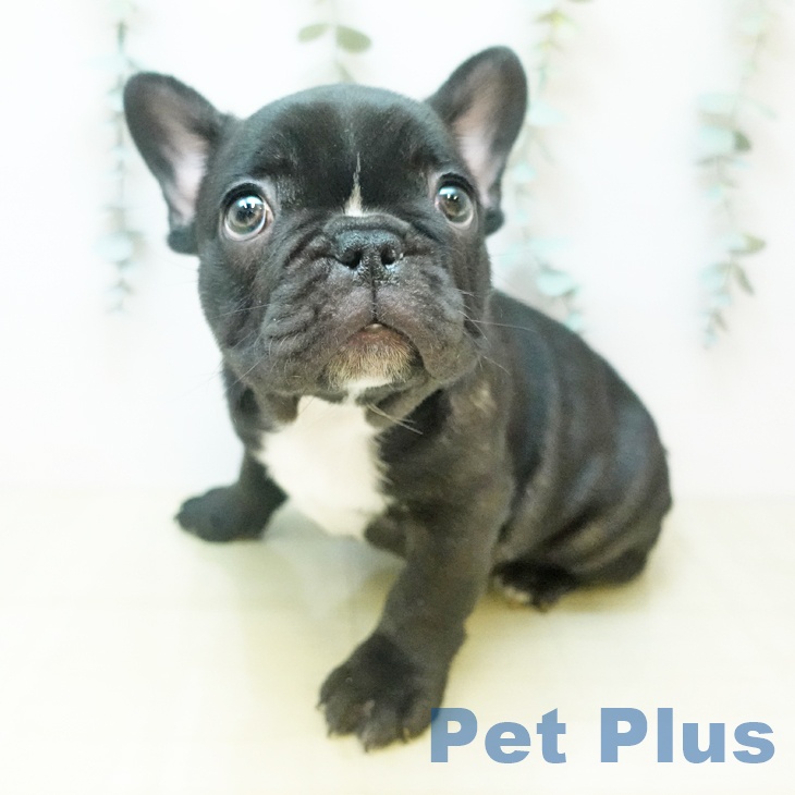 フレンチ・ブルドッグ