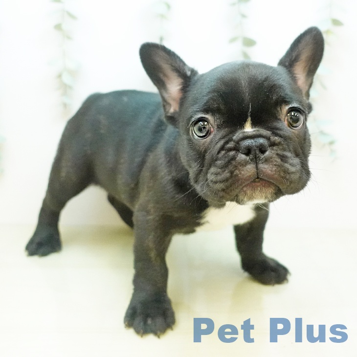 フレンチ・ブルドッグの写真2