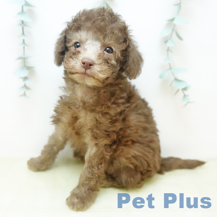 トイ・プードル