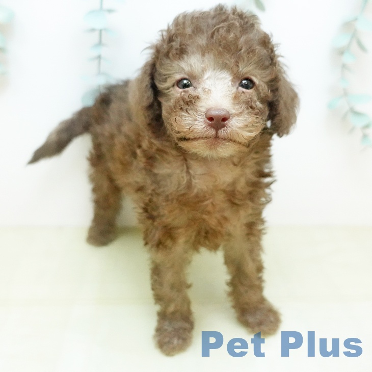 トイ・プードルの写真2