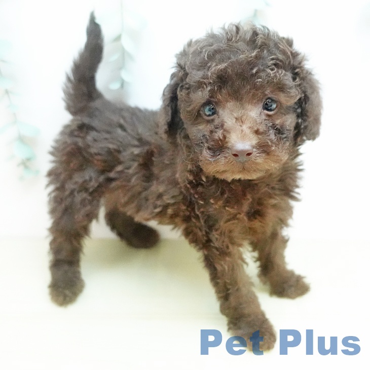 トイ・プードルの写真2