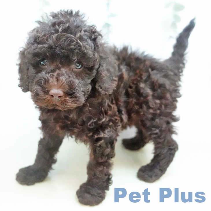 トイ・プードルの写真2