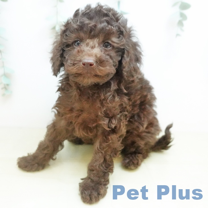 トイ・プードルの写真2