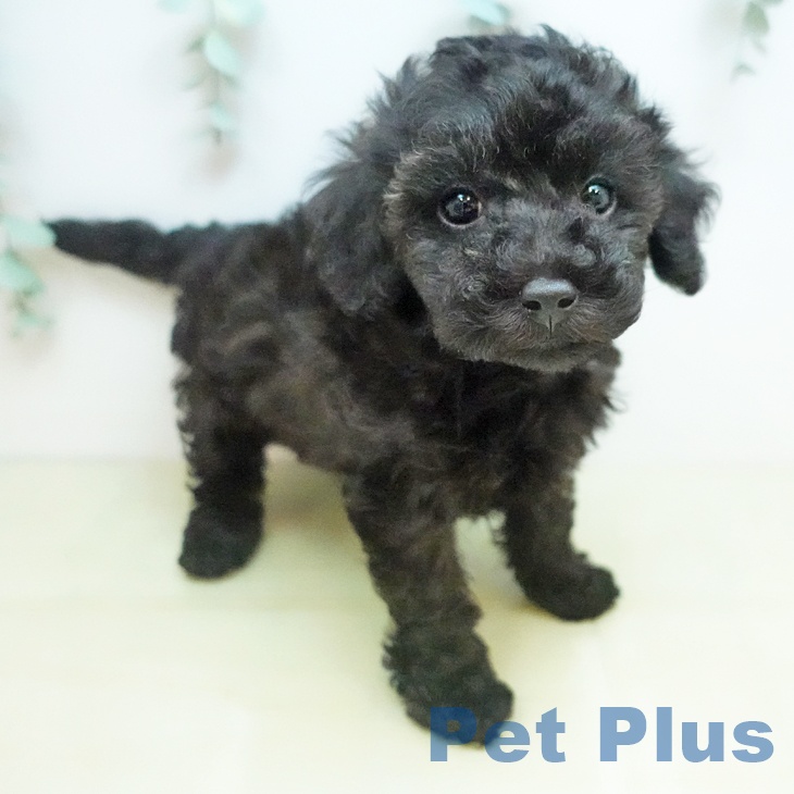 トイ・プードル