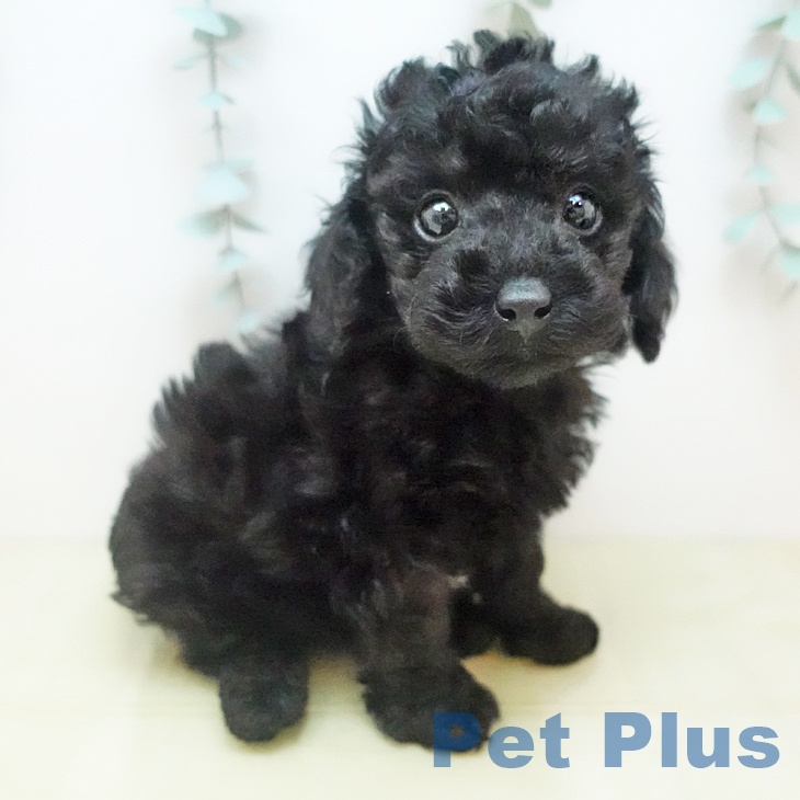 トイ・プードルの写真2