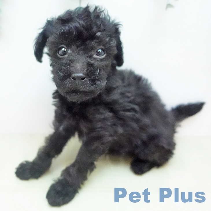 トイ・プードルの写真2