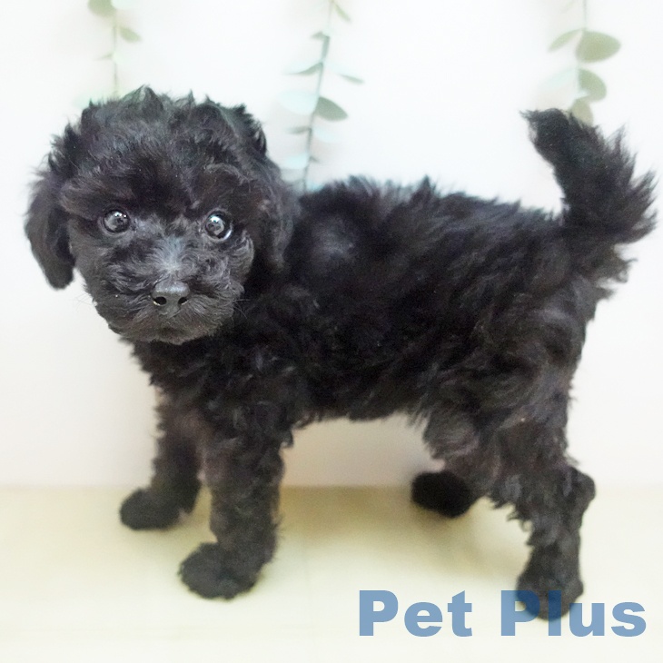 トイ・プードルの写真2