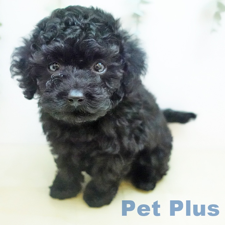 トイ・プードルの写真2