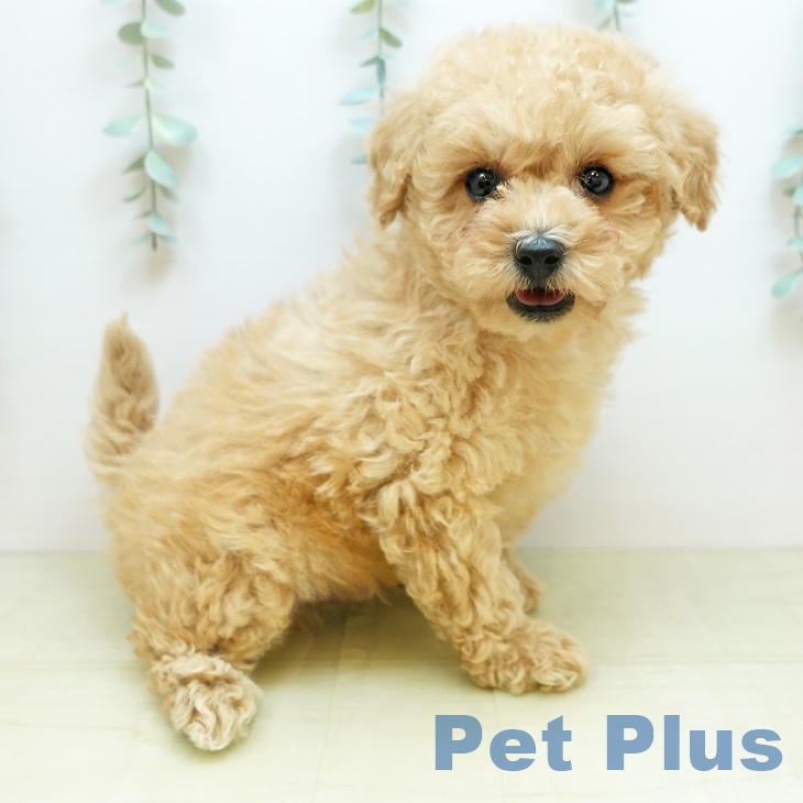 トイ・プードルの写真2