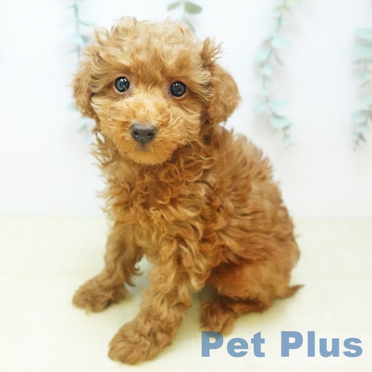 トイ・プードル