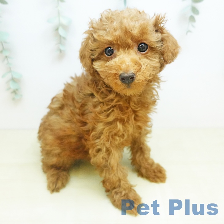 トイ・プードルの写真2