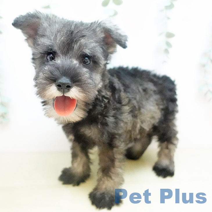 ミニチュア・シュナウザー