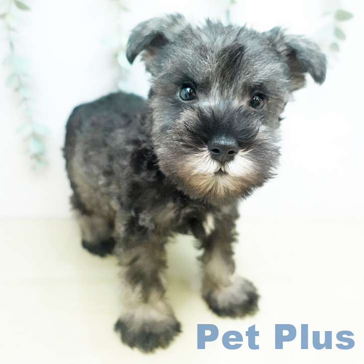 ミニチュア・シュナウザー