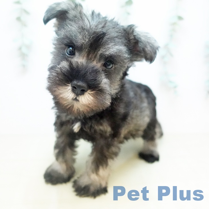 ミニチュア・シュナウザーの写真2