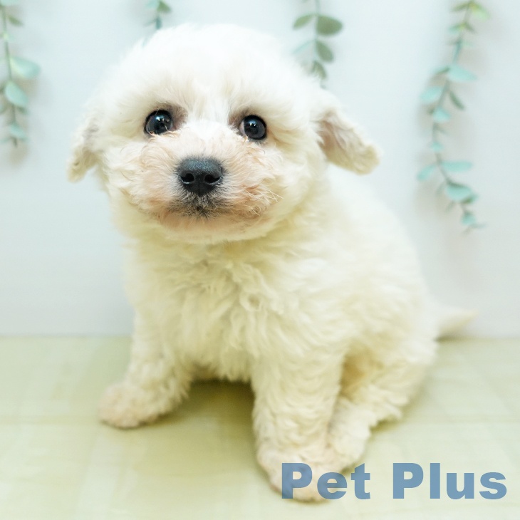 ビション・フリーゼ