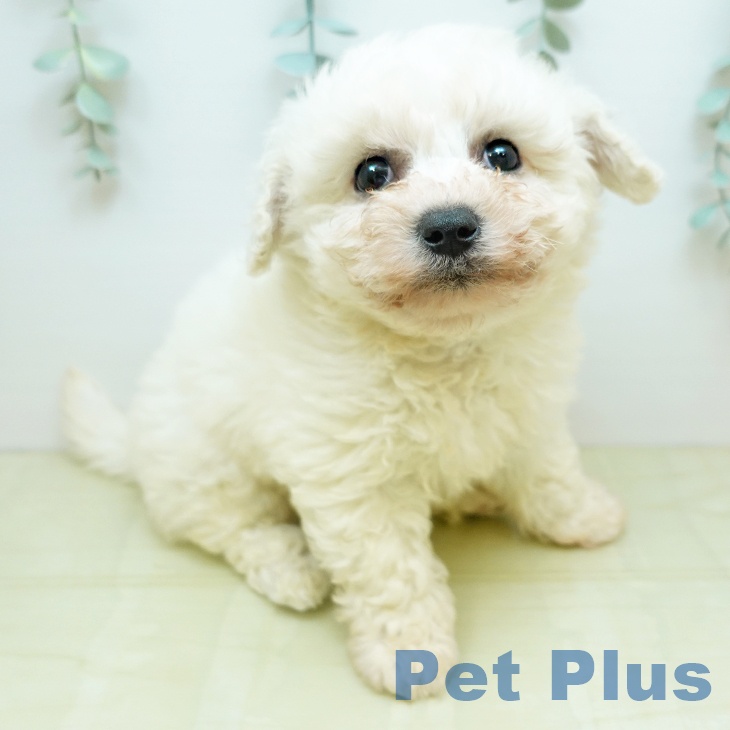 ビション・フリーゼの写真2