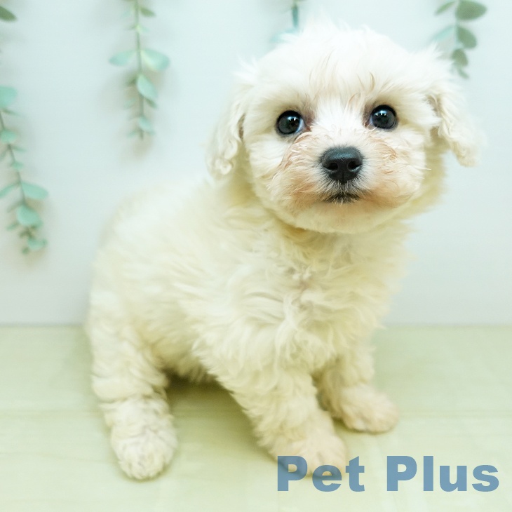 ビション・フリーゼ