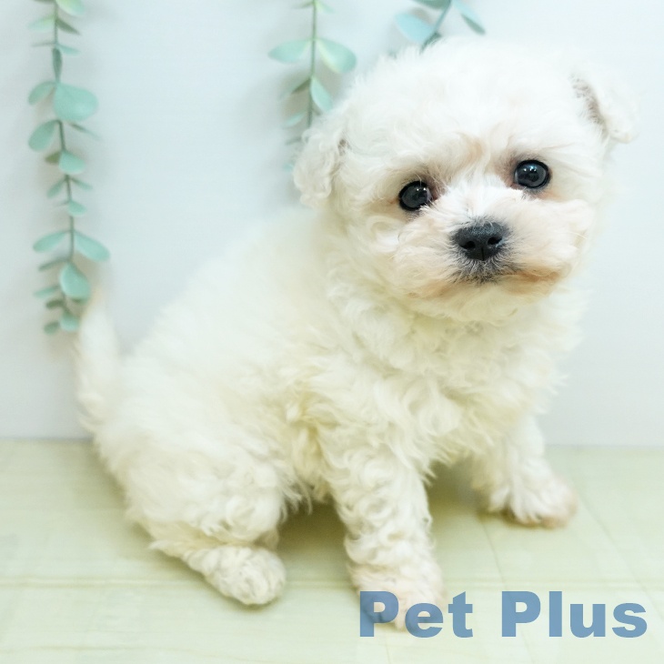 ビション・フリーゼの写真1