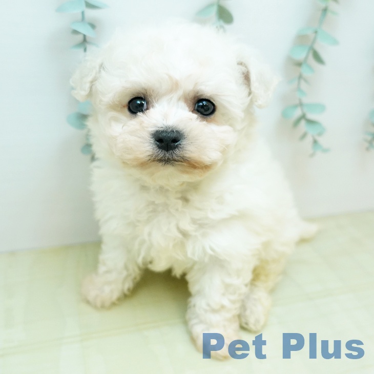 ビション・フリーゼの写真2