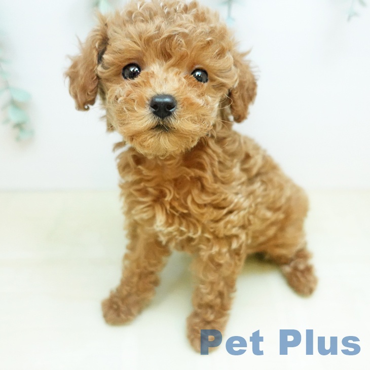 トイ・プードルの写真2