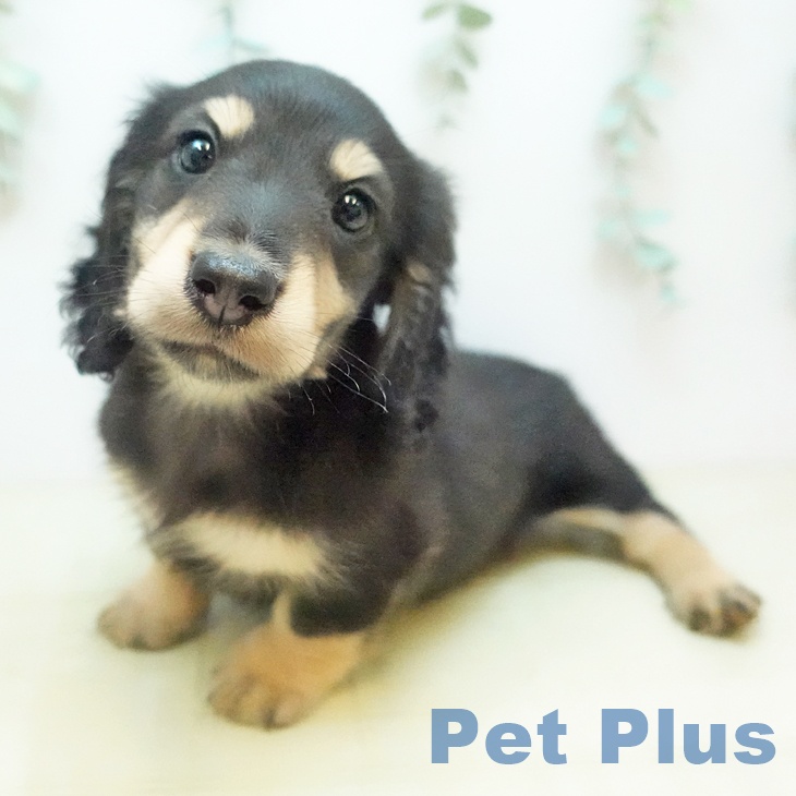 ミニチュア・ダックスフンド