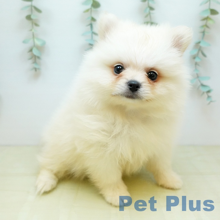 ポメラニアンの写真2