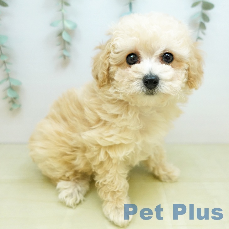 トイ・プードルの写真2