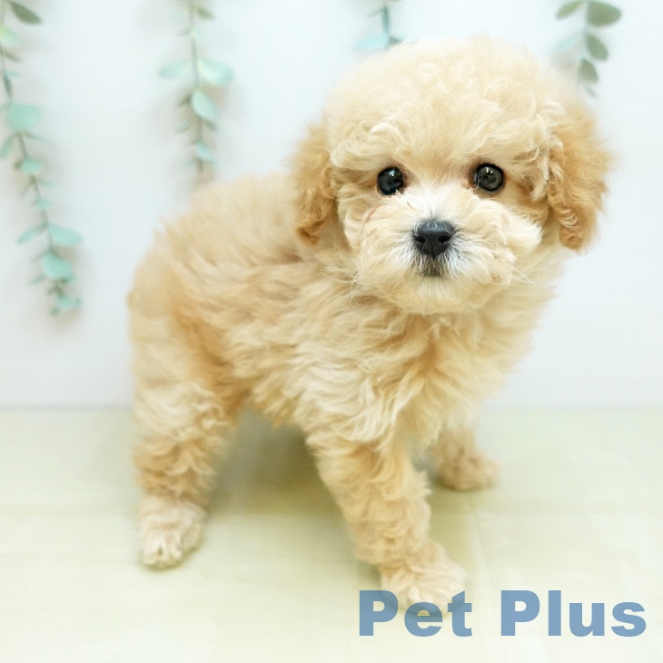 トイ・プードルの写真2