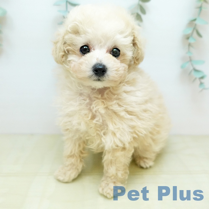 トイ・プードル